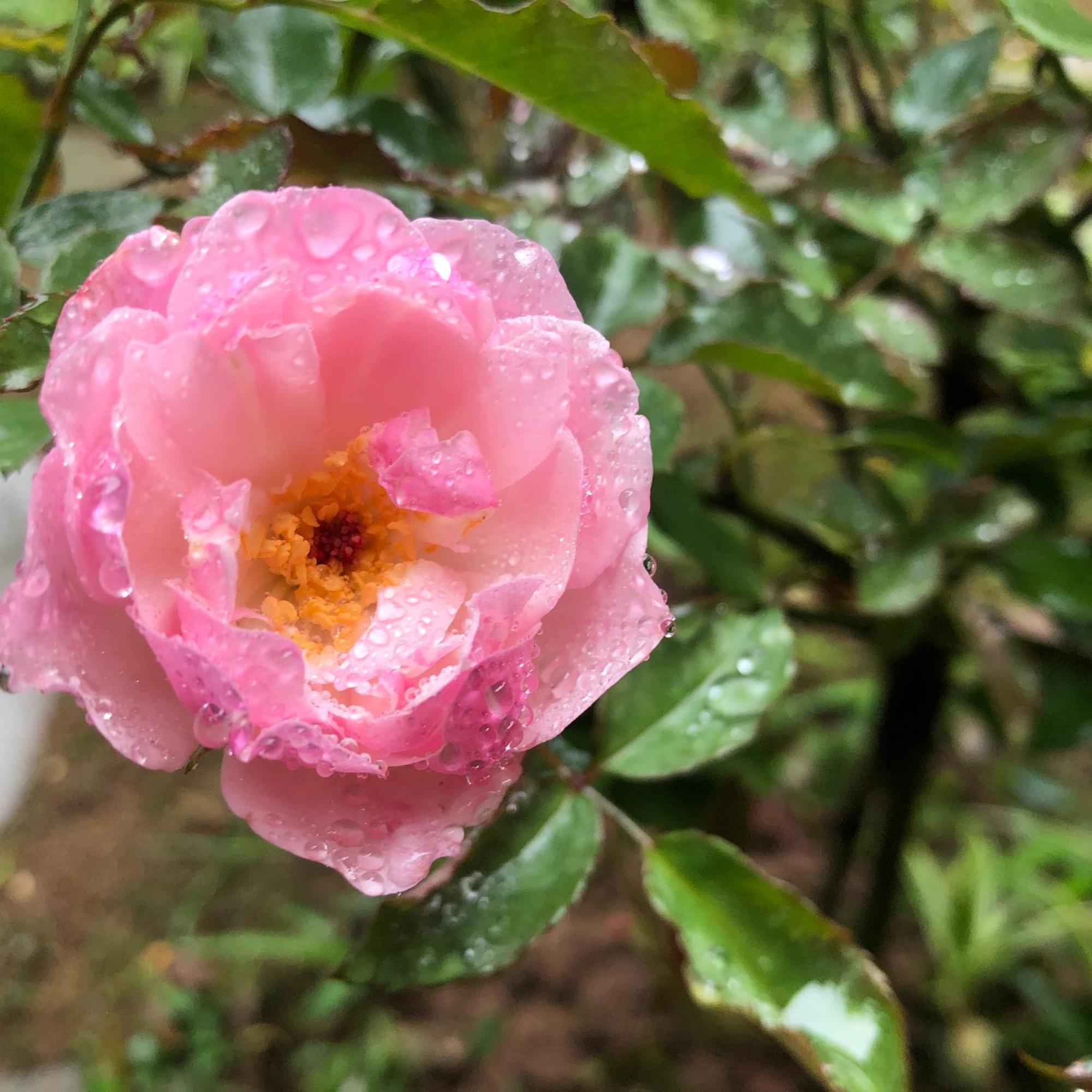 Trang An Moon Garden Homestay Ninh Bình Exteriör bild